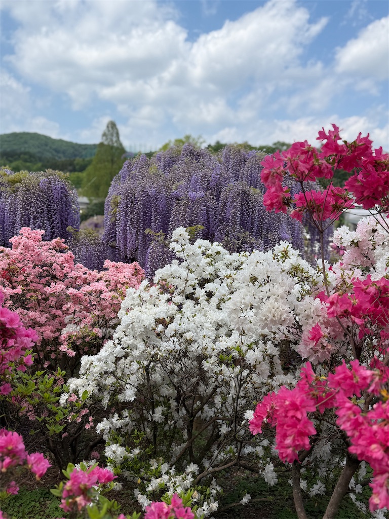 f:id:hiraryo0201:20250426155503j:image