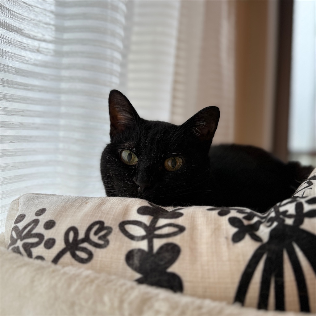 f:id:hiraryo0201:20250511075807j:image