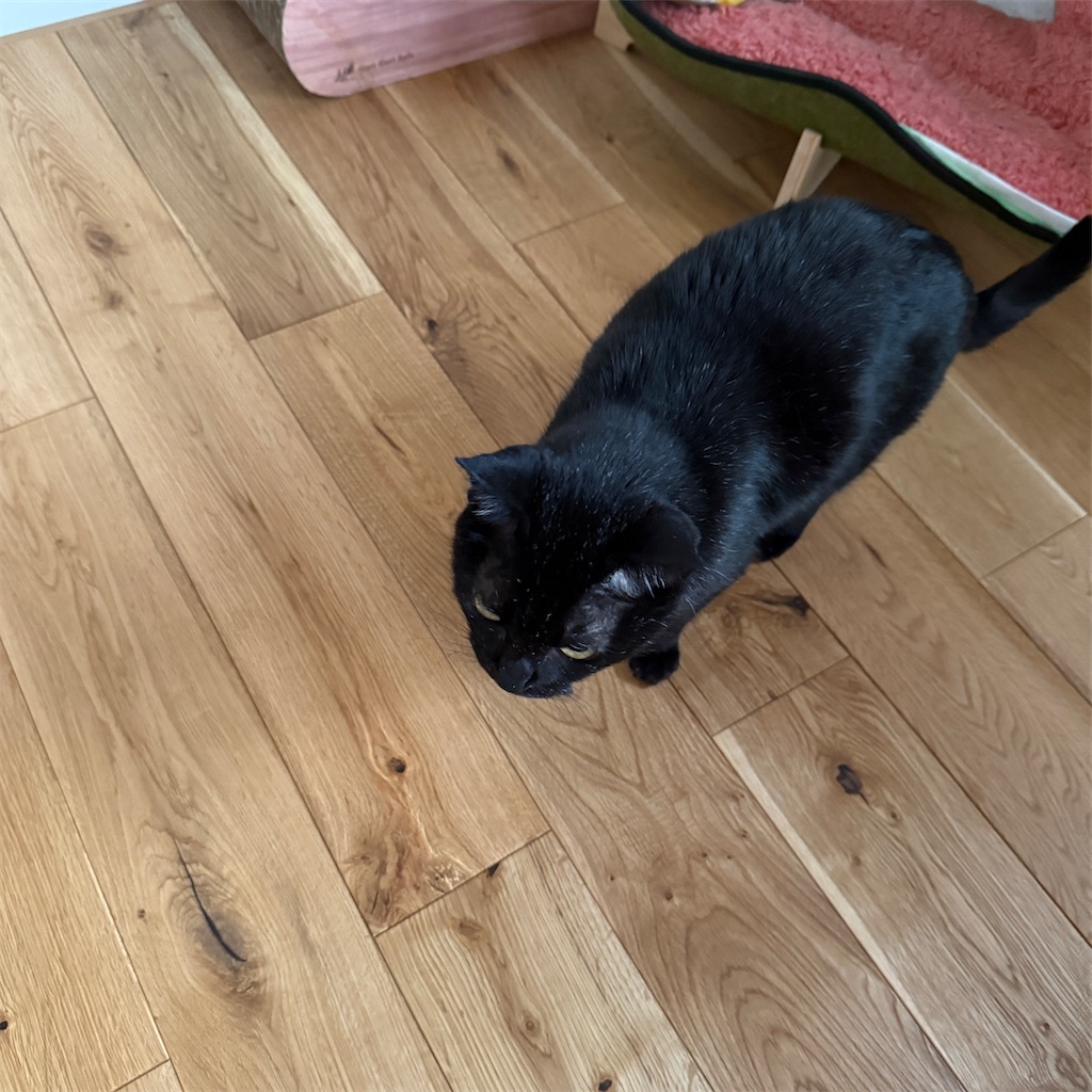 f:id:hiraryo0201:20250511075901j:image