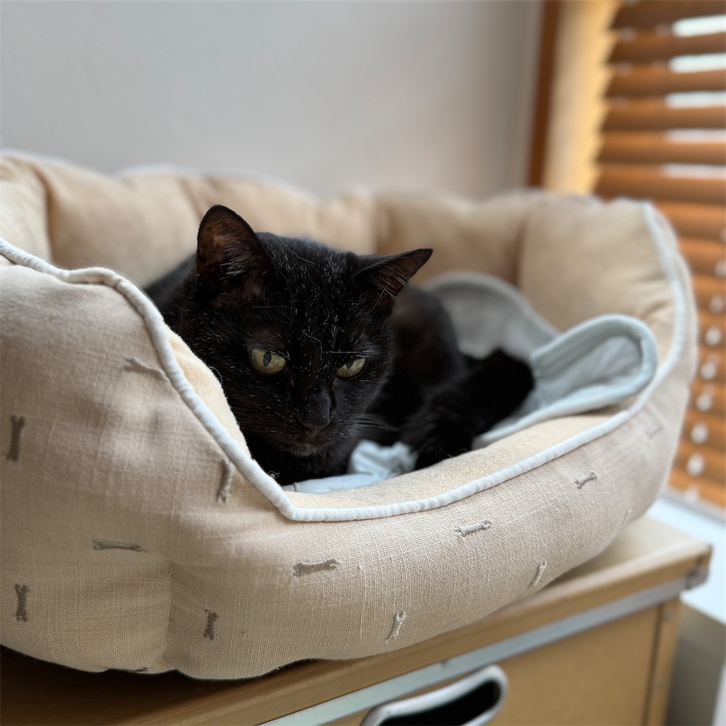 f:id:hiraryo0201:20250511084353j:image