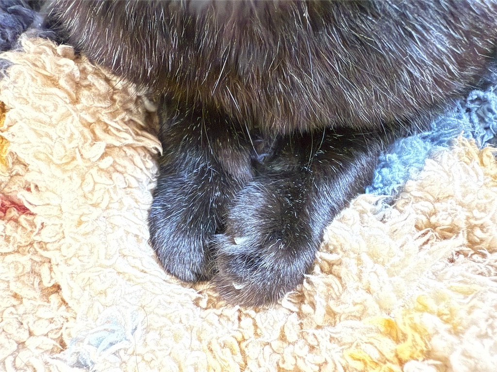 f:id:hiraryo0201:20250511220529j:image