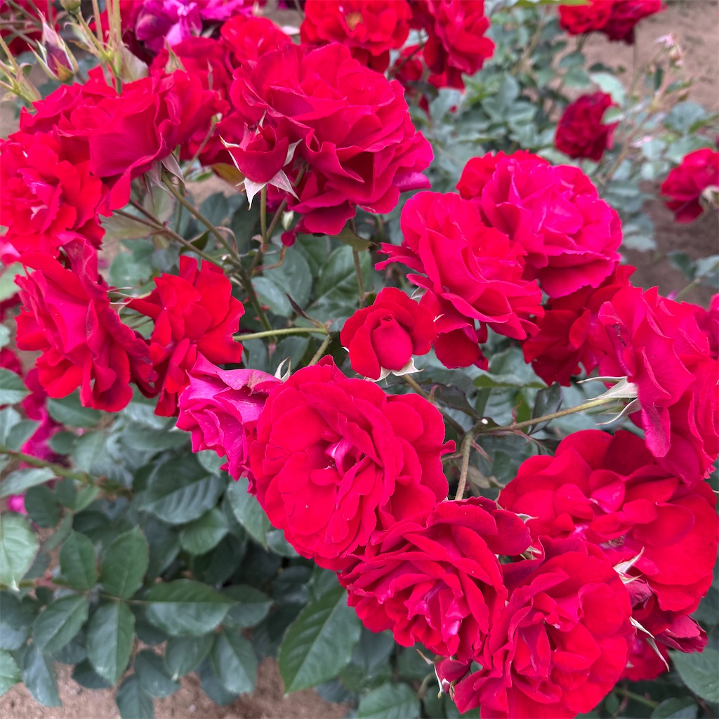 f:id:hiraryo0201:20250524225754j:image f:id:hiraryo0201:20250524225754j:image