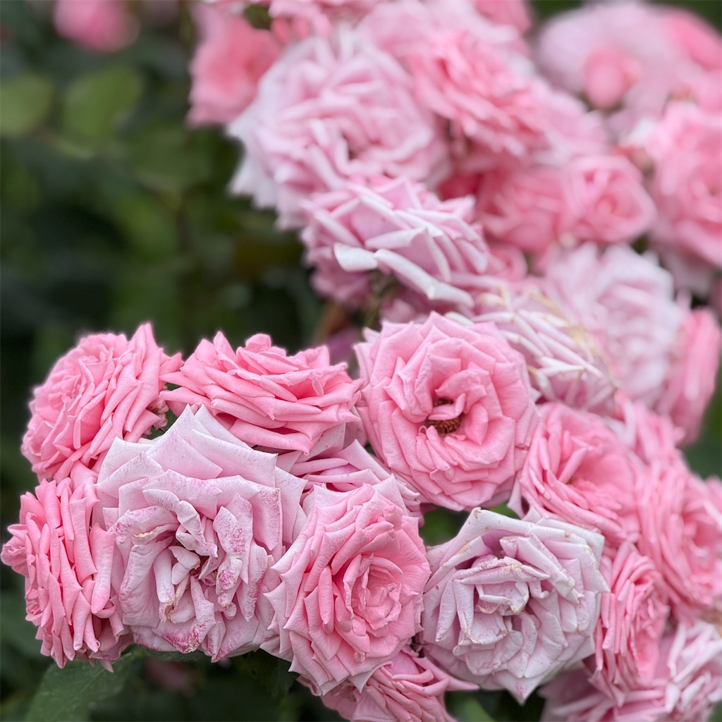 f:id:hiraryo0201:20250524225758j:image f:id:hiraryo0201:20250524225758j:image