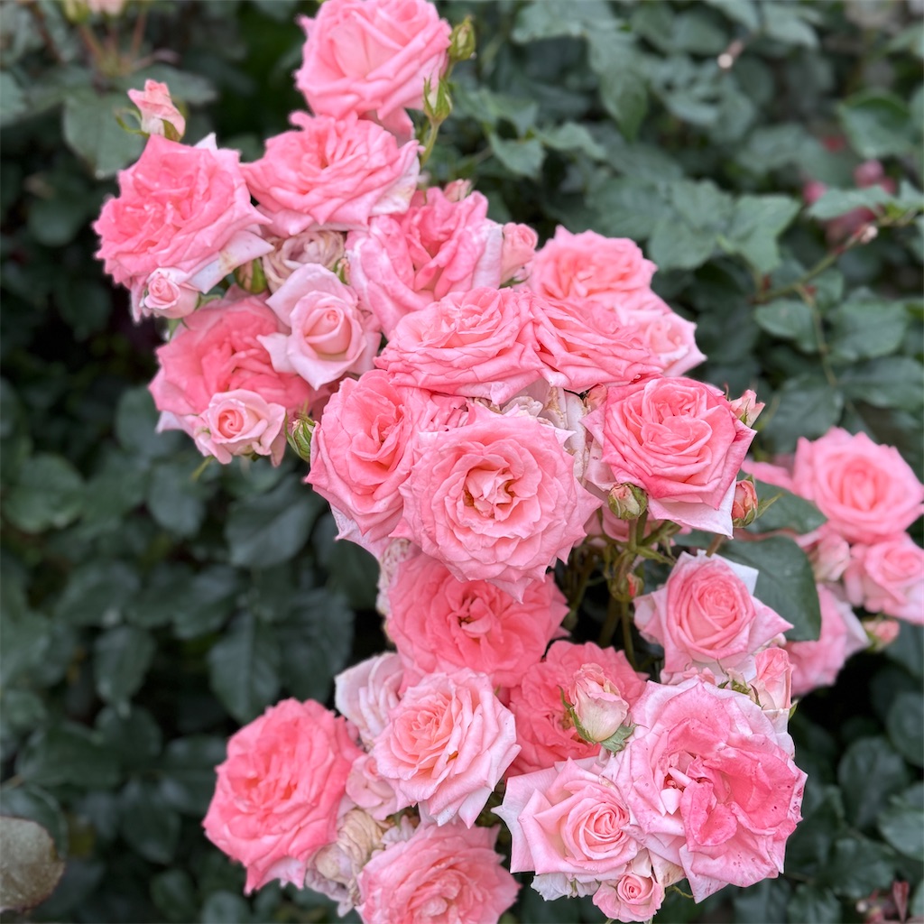 f:id:hiraryo0201:20250524225816j:image f:id:hiraryo0201:20250524225816j:image