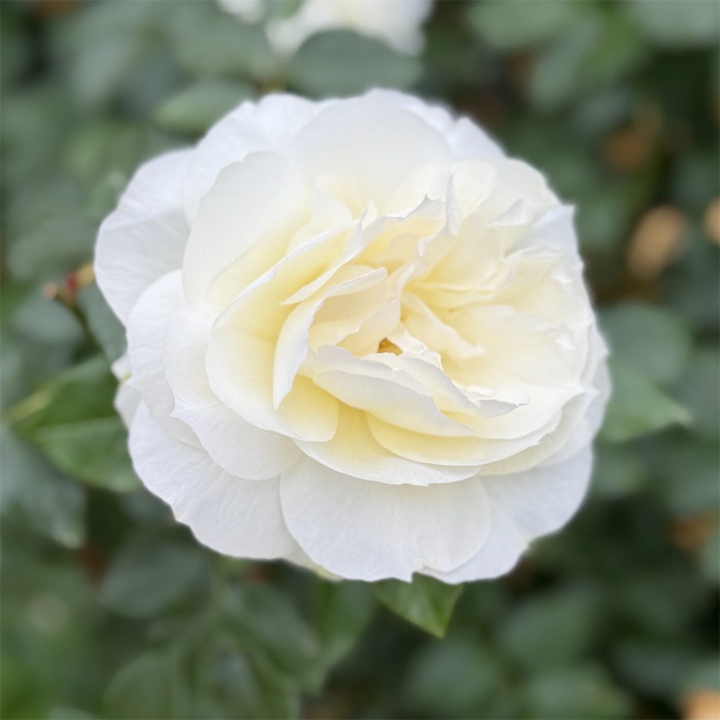 f:id:hiraryo0201:20250524225933j:image f:id:hiraryo0201:20250524225933j:image