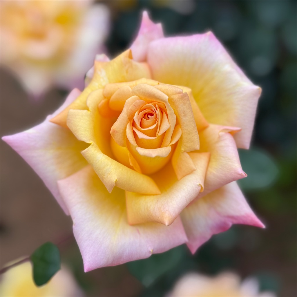 f:id:hiraryo0201:20250524225937j:image f:id:hiraryo0201:20250524225937j:image