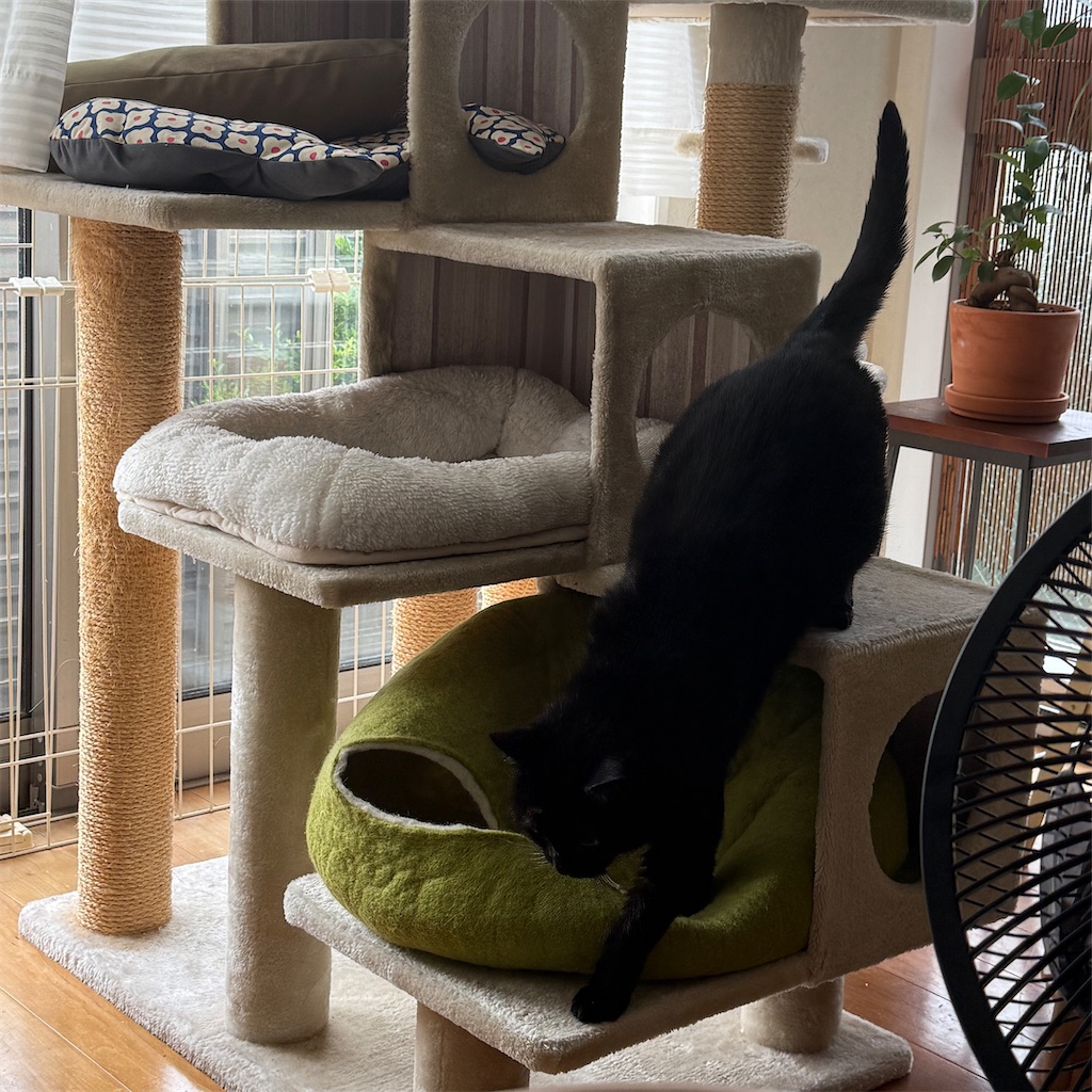 f:id:hiraryo0201:20250525183933j:image