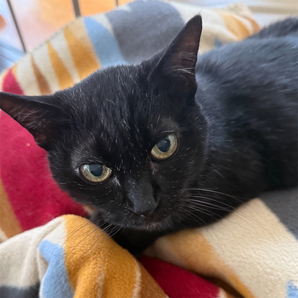 f:id:hiraryo0201:20250525183942j:image