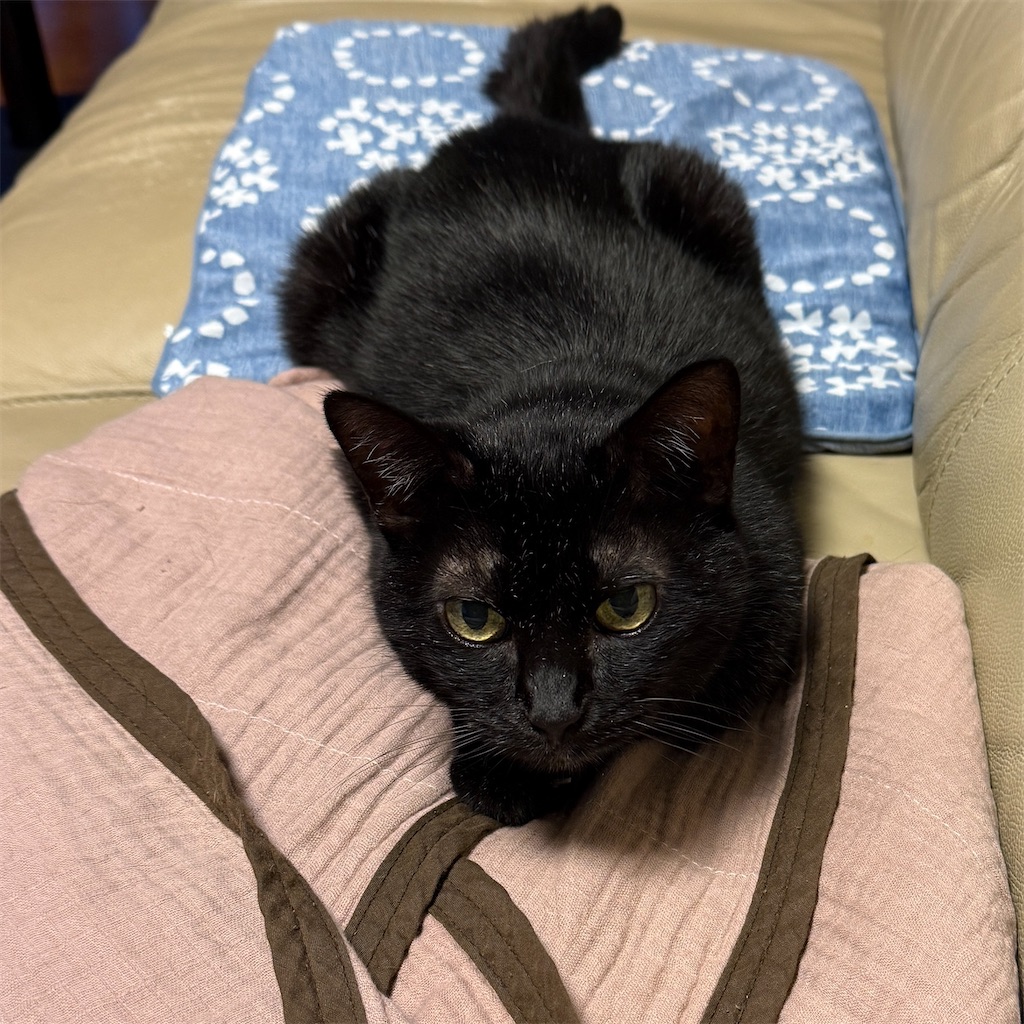 f:id:hiraryo0201:20250802160024j:image