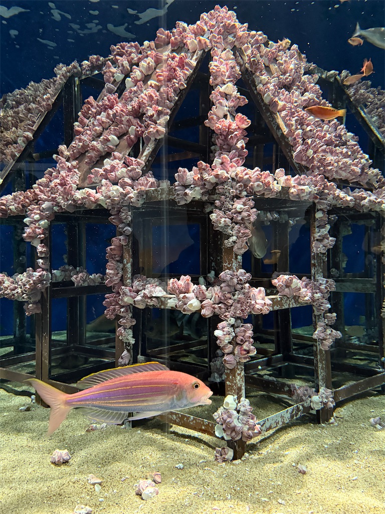 f:id:hiraryo0201:20250802162842j:image f:id:hiraryo0201:20250802162842j:image