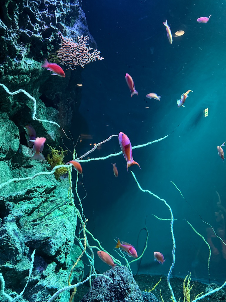 f:id:hiraryo0201:20250802162846j:image f:id:hiraryo0201:20250802162846j:image