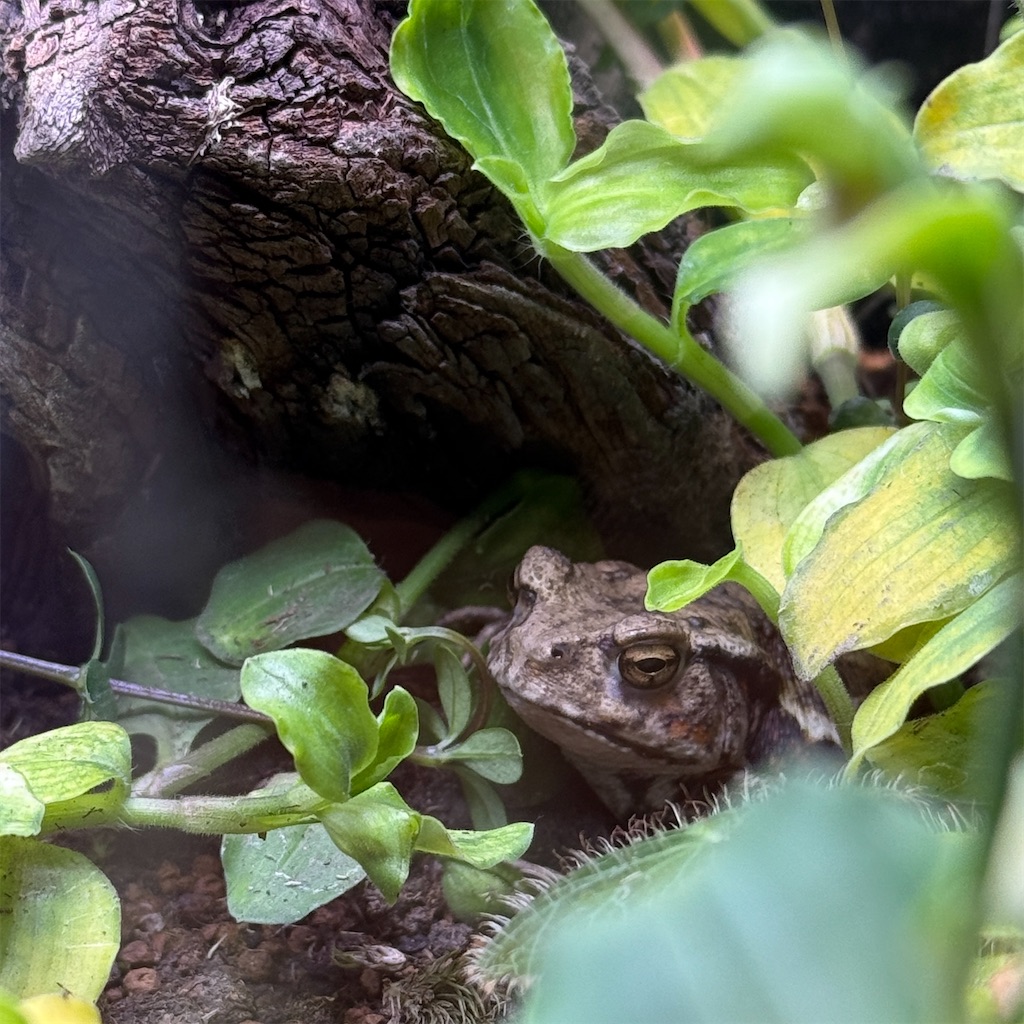 f:id:hiraryo0201:20250802163238j:image f:id:hiraryo0201:20250802163238j:image