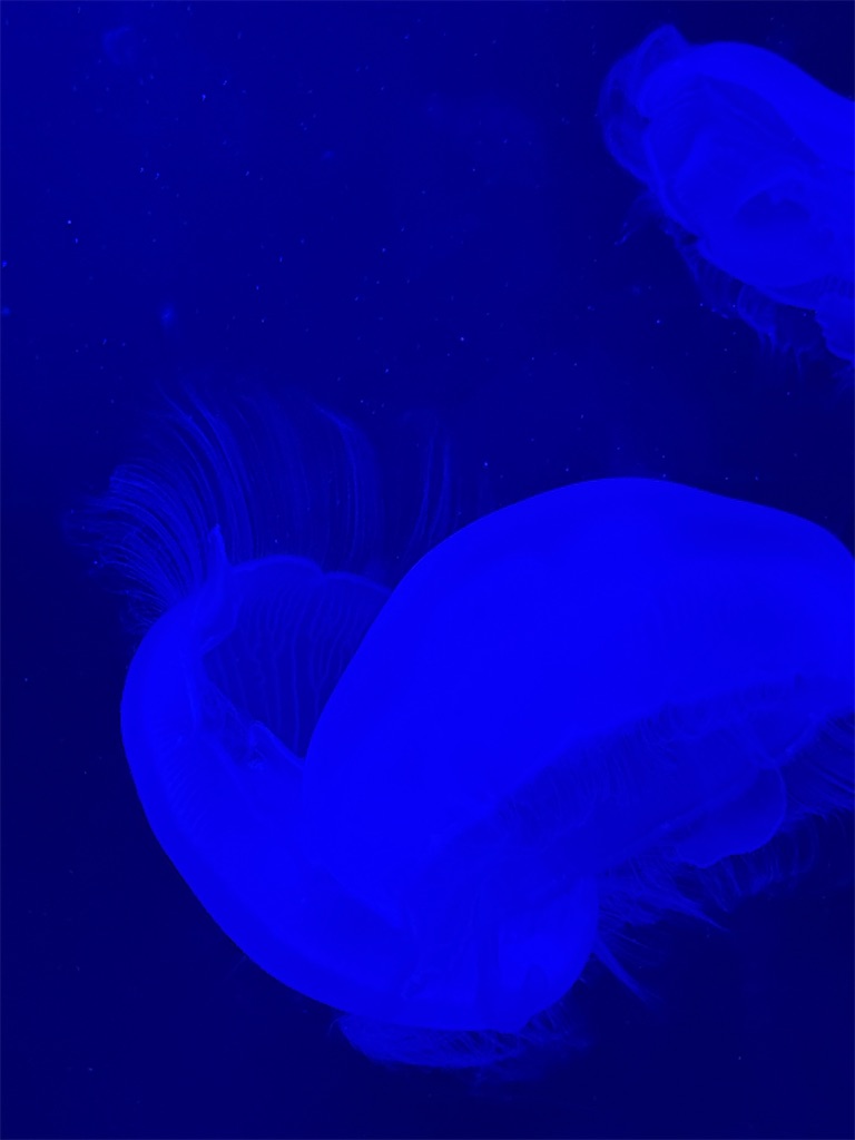 f:id:hiraryo0201:20250802163330j:image f:id:hiraryo0201:20250802163330j:image