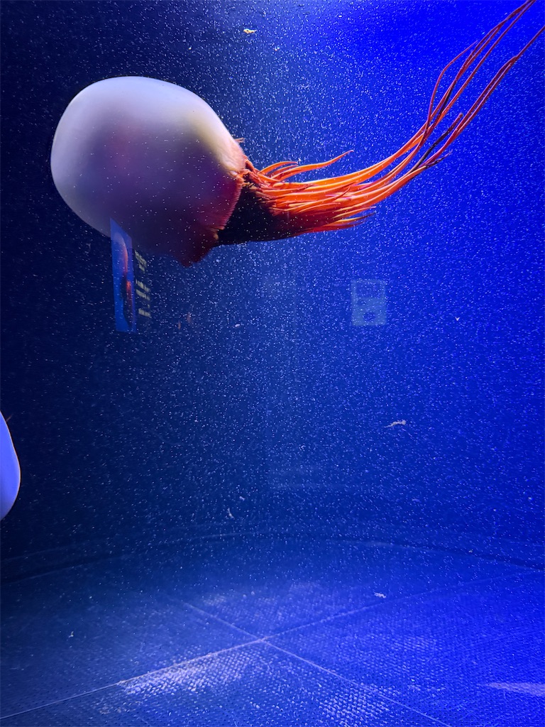 f:id:hiraryo0201:20250802163335j:image f:id:hiraryo0201:20250802163335j:image