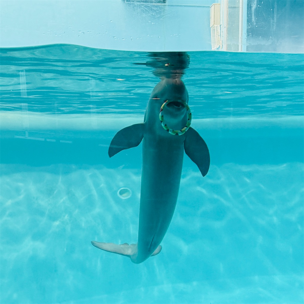 f:id:hiraryo0201:20250802163431j:image f:id:hiraryo0201:20250802163431j:image