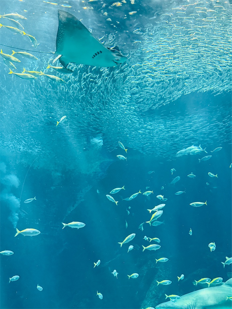 f:id:hiraryo0201:20250802163637j:image f:id:hiraryo0201:20250802163637j:image