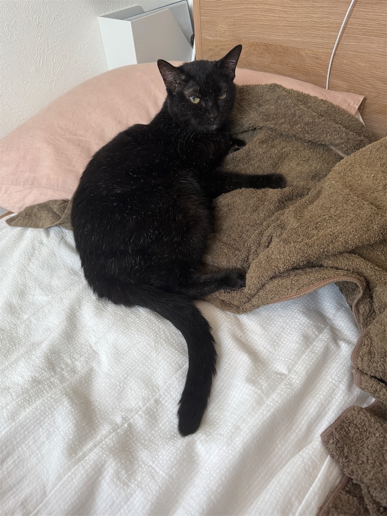 f:id:hiraryo0201:20250907211517j:image f:id:hiraryo0201:20250907211517j:image