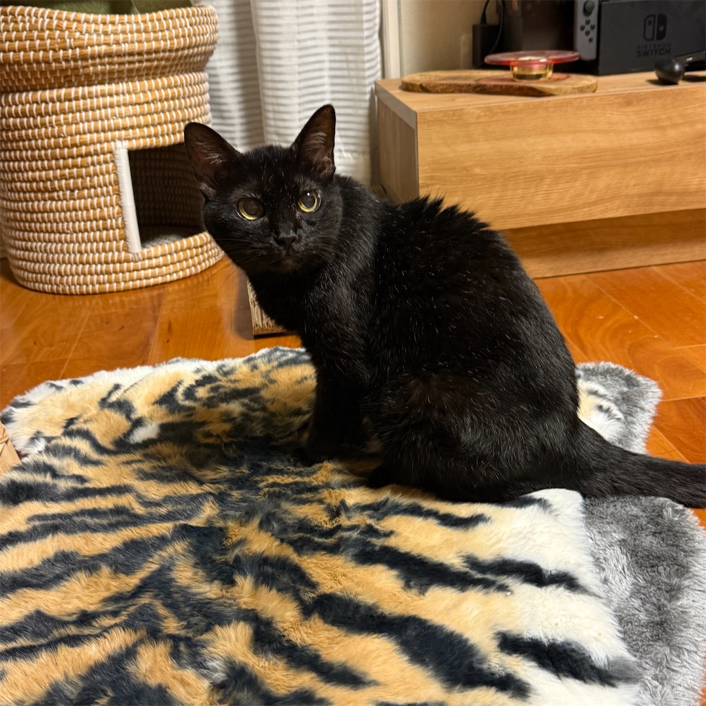 f:id:hiraryo0201:20250923161127j:image