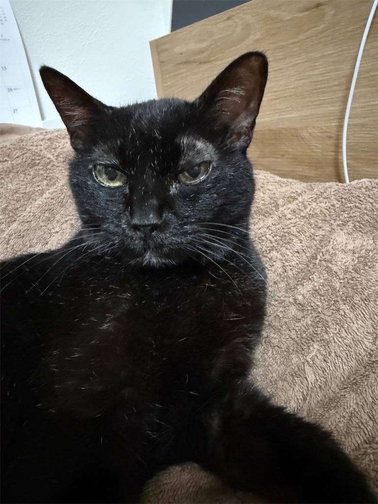 f:id:hiraryo0201:20251002072713j:image