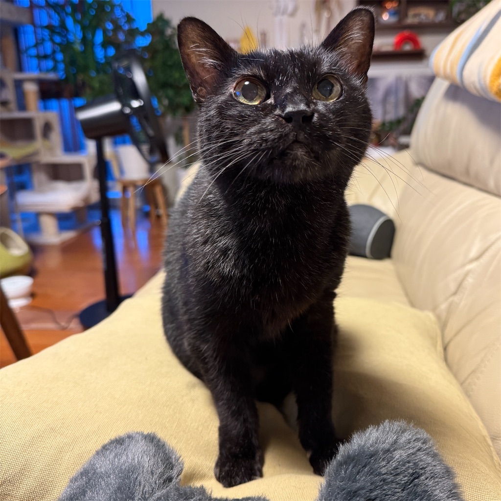 f:id:hiraryo0201:20251102174011j:image f:id:hiraryo0201:20251102174011j:image