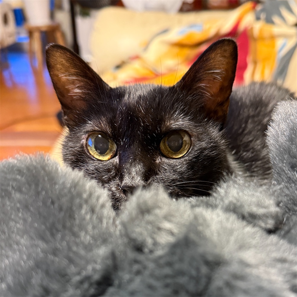 f:id:hiraryo0201:20251102174019j:image f:id:hiraryo0201:20251102174019j:image