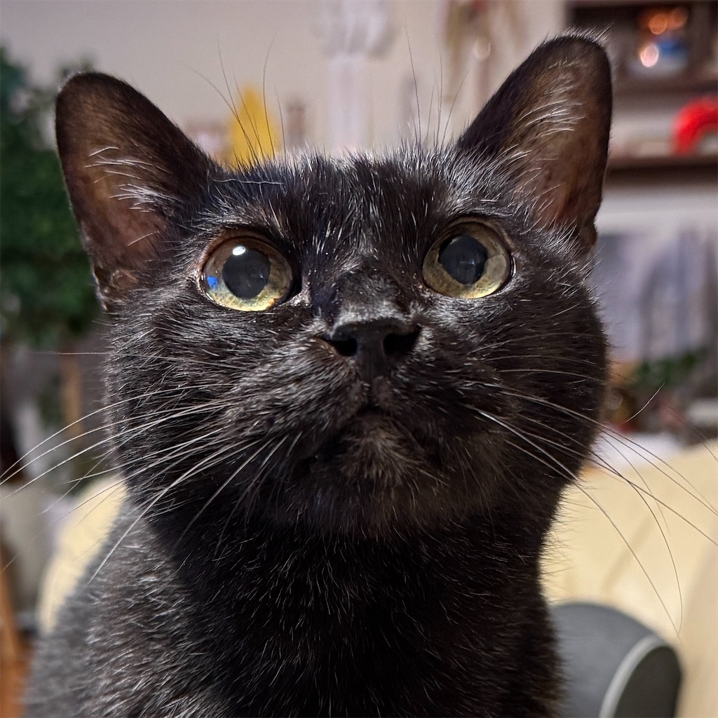 f:id:hiraryo0201:20251102201500j:image f:id:hiraryo0201:20251102201500j:image