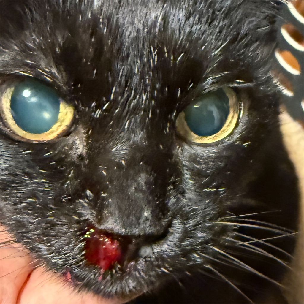 f:id:hiraryo0201:20251223203025j:image f:id:hiraryo0201:20251223203025j:image