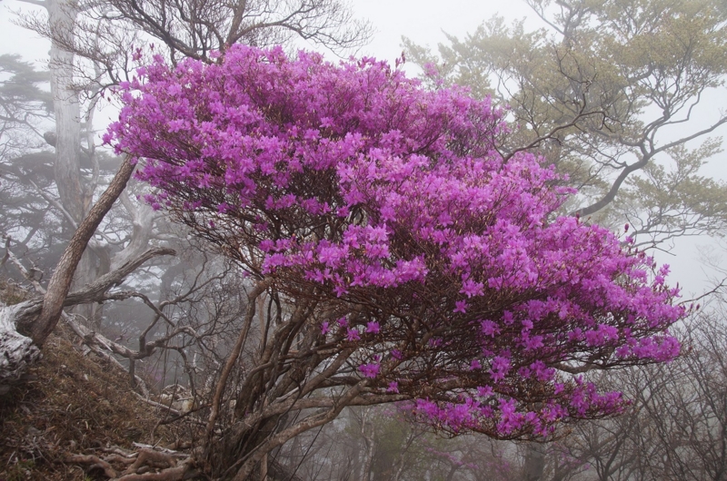 f:id:hirasankun:20150511103947j:plain