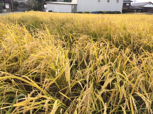 f:id:hiratakuieba:20181029084748j:plain