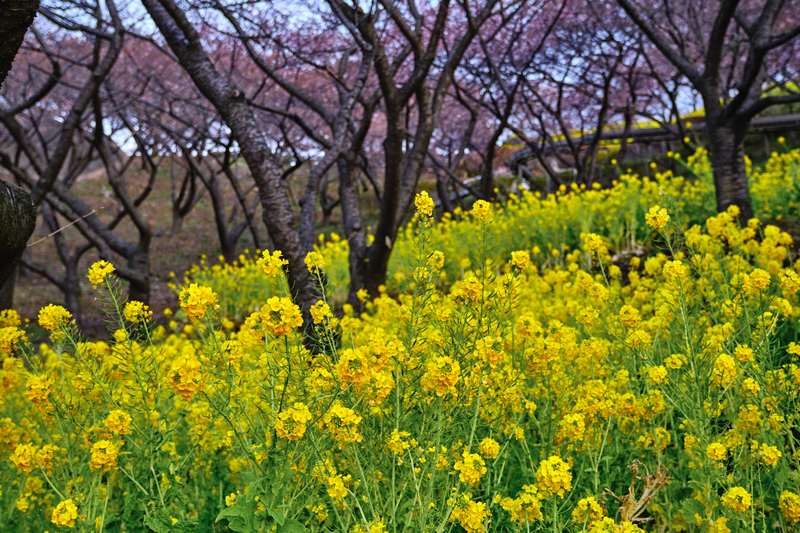 f:id:hiro-asamiya:20220228191809j:plain