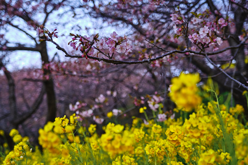 f:id:hiro-asamiya:20220228191822j:plain