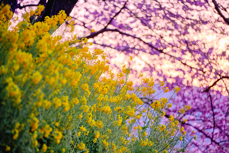 f:id:hiro-asamiya:20220320151818j:plain