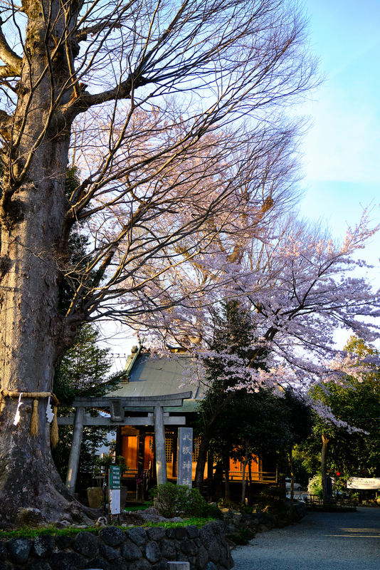 f:id:hiro-asamiya:20220404150959j:plain