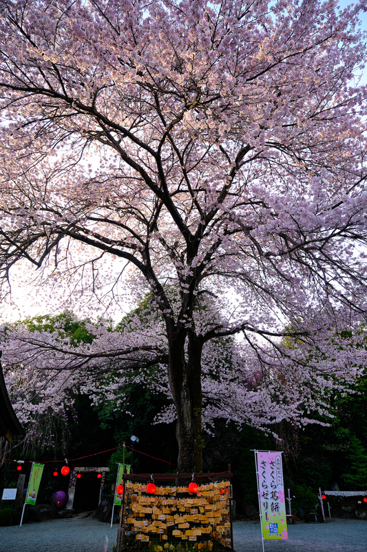 f:id:hiro-asamiya:20220404151517j:plain