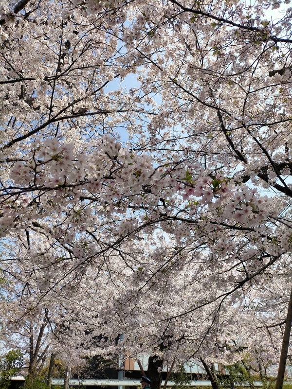 f:id:hiro-ballet:20220330213836j:plain