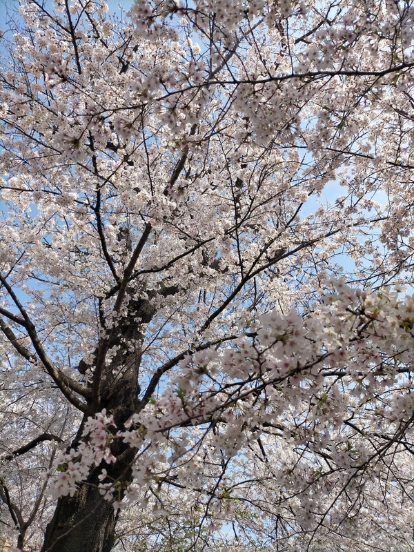 f:id:hiro-ballet:20220330213844j:plain