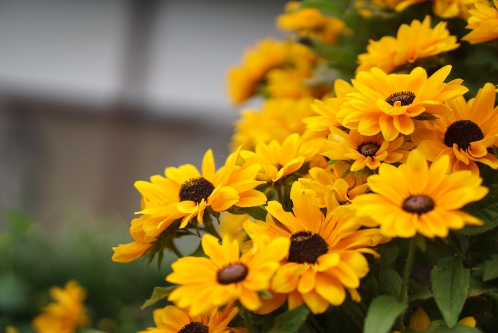f:id:hiro-beans-attack-no1:20170820084131j:plain