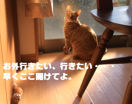 f:id:hiro-beans-attack-no1:20171125200013p:plain