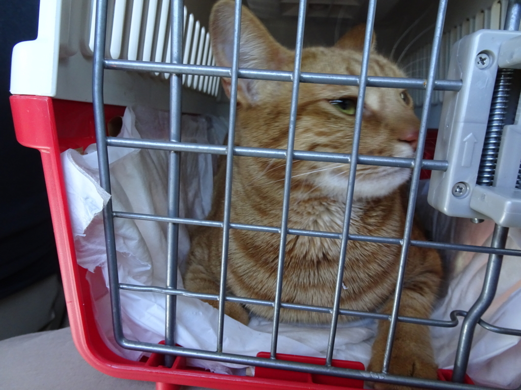 f:id:hiro-beans-attack-no1:20180301172842j:plain f:id:hiro-beans-attack-no1:20180301172842j:plain