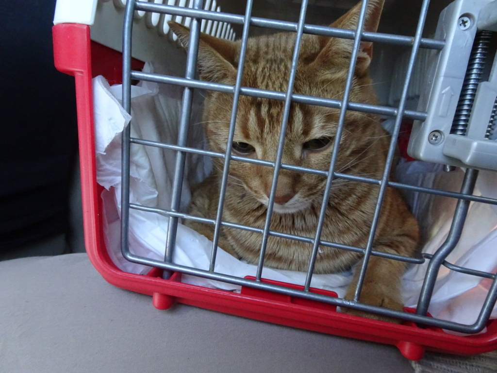 f:id:hiro-beans-attack-no1:20180301172920j:plain f:id:hiro-beans-attack-no1:20180301172920j:plain