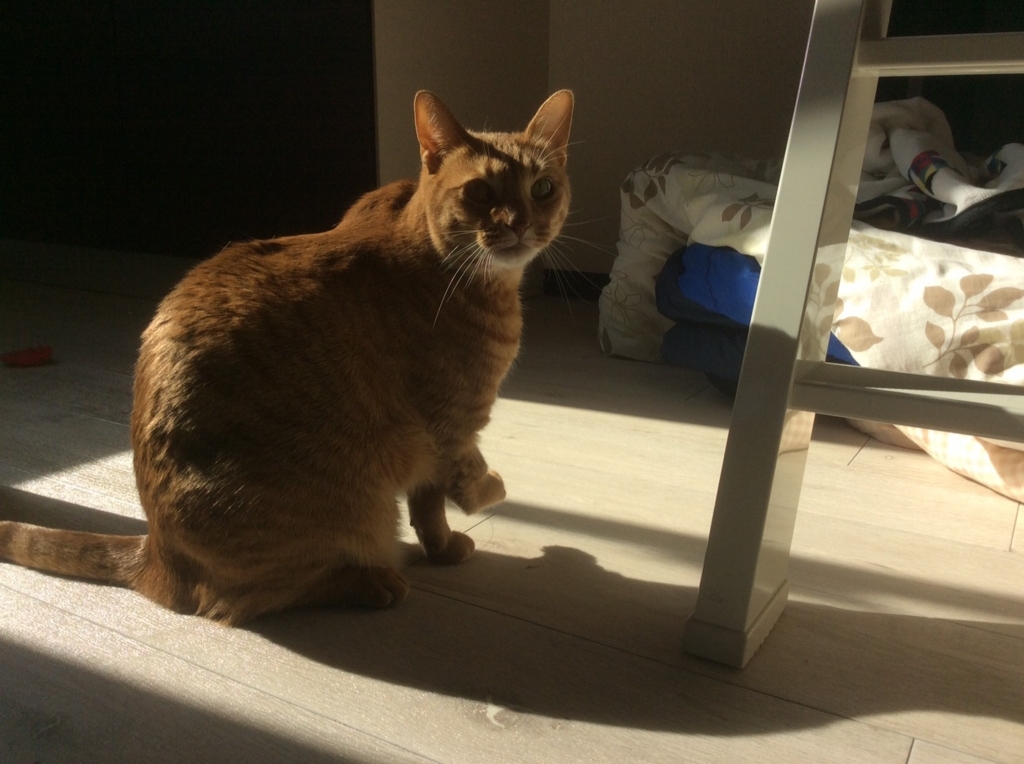 f:id:hiro-beans-attack-no1:20180302150923j:plain