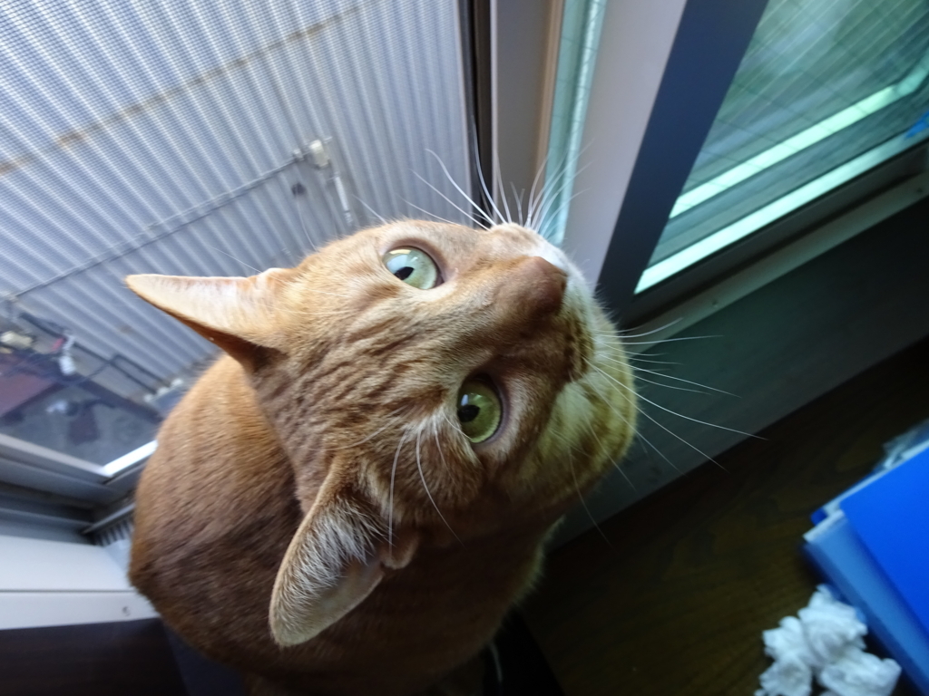 f:id:hiro-beans-attack-no1:20180306204007j:plain