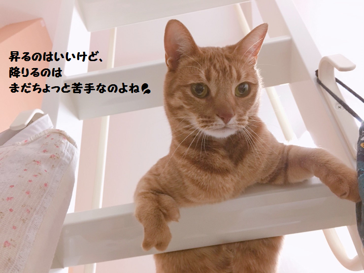 f:id:hiro-beans-attack-no1:20180309172619p:plain