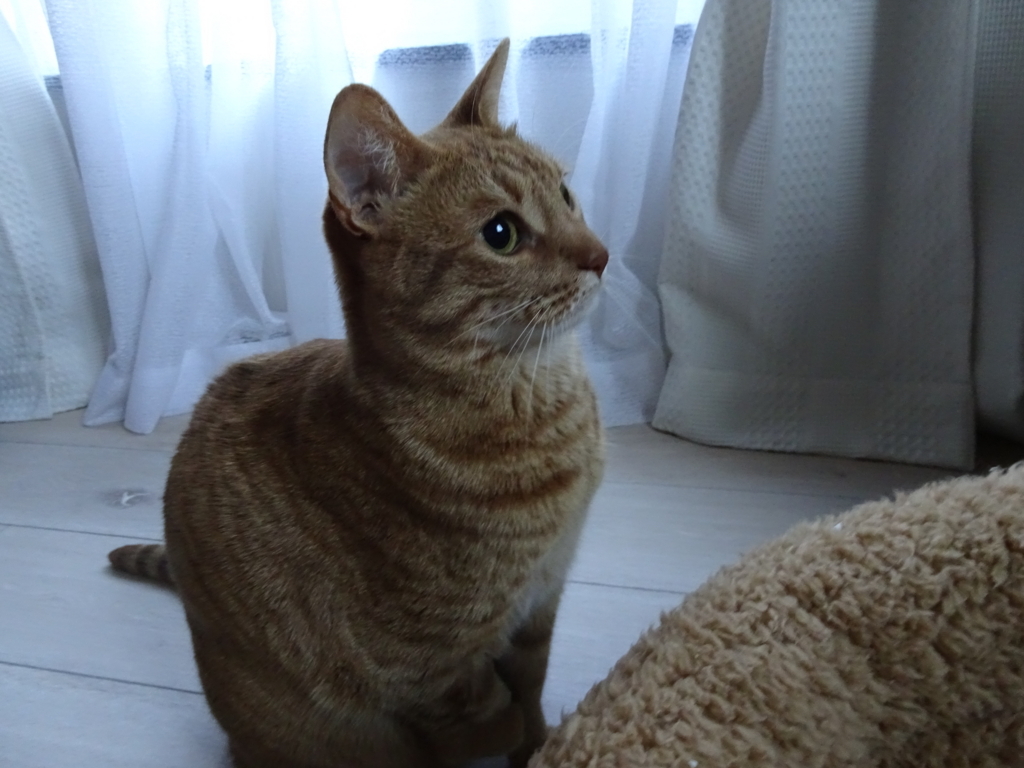 f:id:hiro-beans-attack-no1:20180311200015j:plain