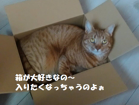 f:id:hiro-beans-attack-no1:20180312161703p:plain