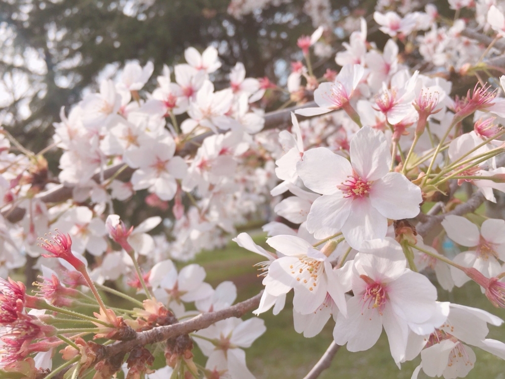 f:id:hiro-beans-attack-no1:20180401202758j:plain