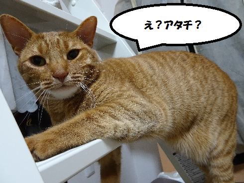 f:id:hiro-beans-attack-no1:20180413134132p:plain