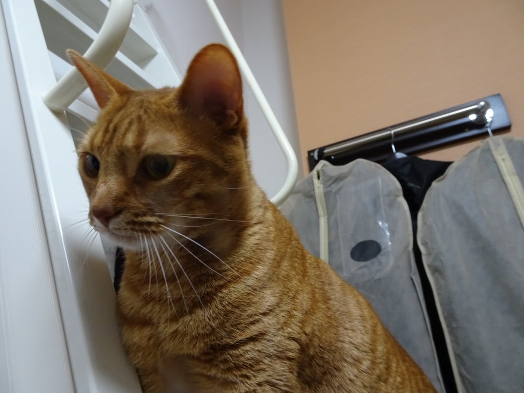 f:id:hiro-beans-attack-no1:20180413140228j:plain
