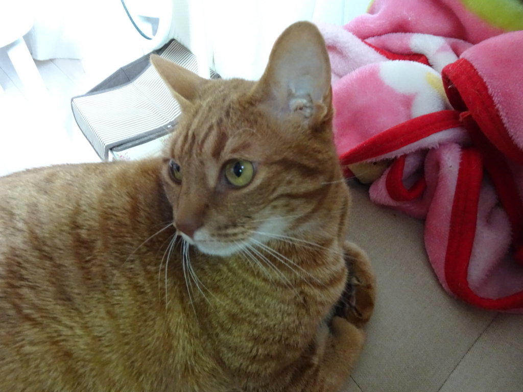 f:id:hiro-beans-attack-no1:20180416192735j:plain