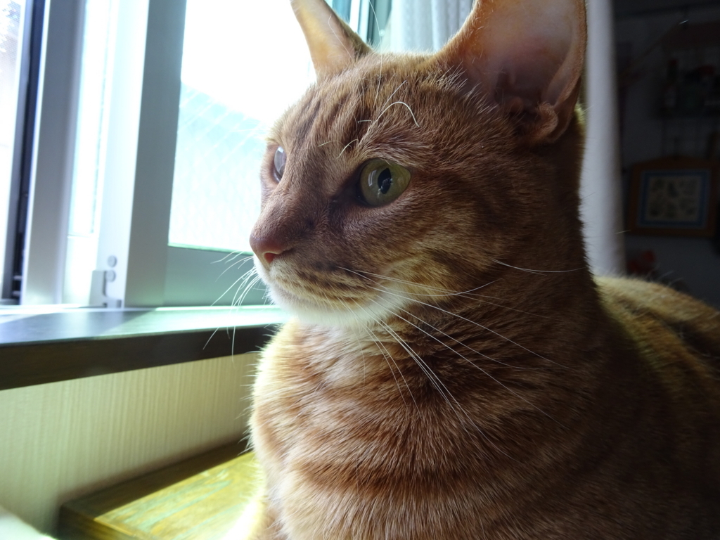 f:id:hiro-beans-attack-no1:20180416195600j:plain